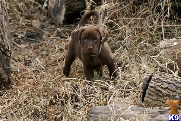 Labrador Retriever