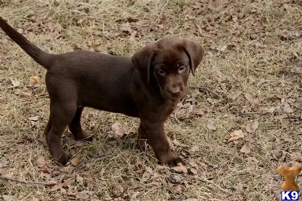 Labrador Retriever puppy for sale