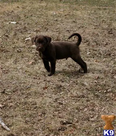 Labrador Retriever puppy for sale