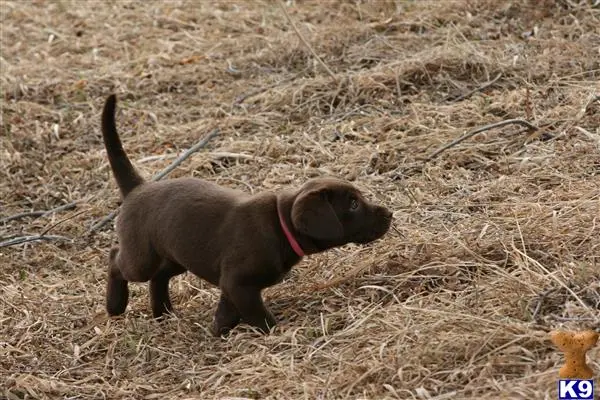 Labrador Retriever puppy for sale