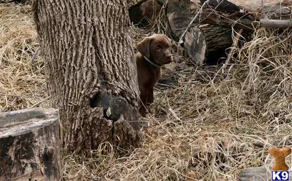 Labrador Retriever puppy for sale