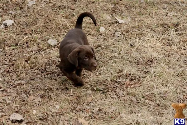 Labrador Retriever puppy for sale