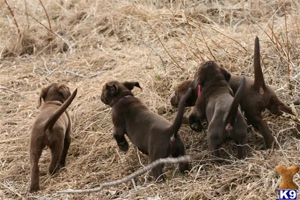 Labrador Retriever puppy for sale