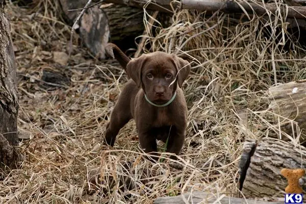 Labrador Retriever puppy for sale