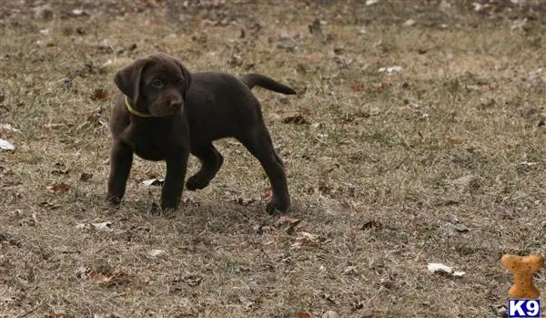 Labrador Retriever puppy for sale