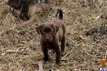 labrador retriever puppy posted by kandrlabradors