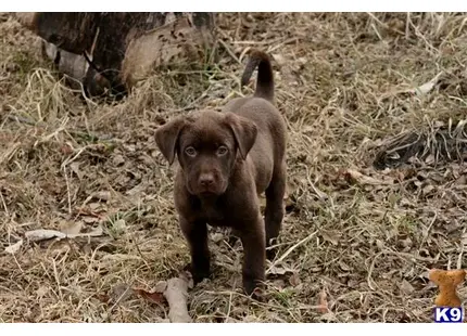 Labrador Retriever