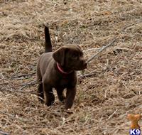 labrador retriever puppy posted by kandrlabradors