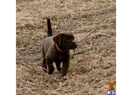 Labrador Retriever