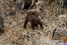 labrador retriever puppy posted by kandrlabradors