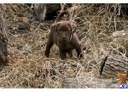 Labrador Retriever