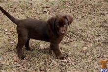 labrador retriever puppy posted by kandrlabradors