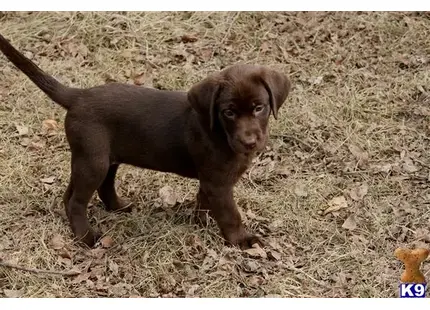 Labrador Retriever