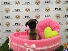 pug puppy posted by kandyso3