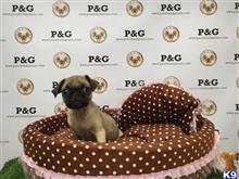 pug puppy posted by kandyso3