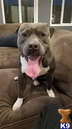 American Pit Bull stud dog