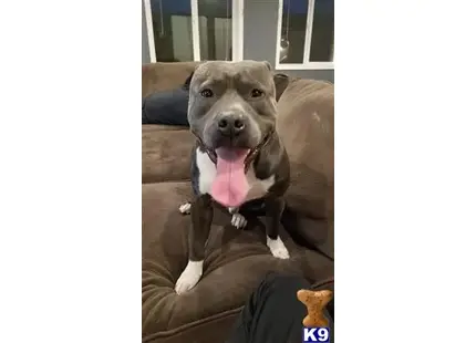 American Pit Bull