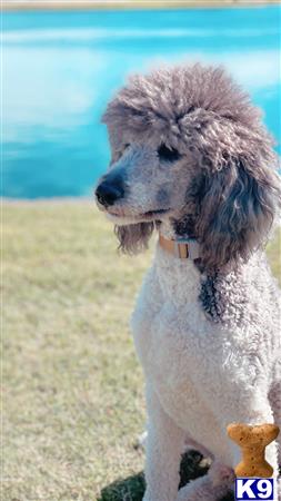 Poodle stud dog