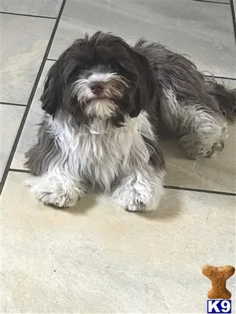 Havanese stud dog