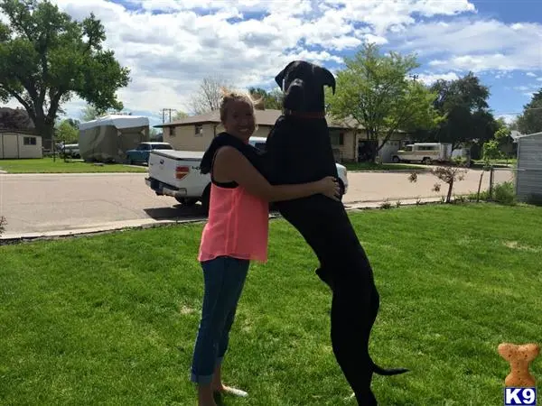 Great Dane stud dog