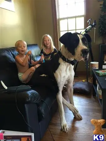 Great Dane stud dog