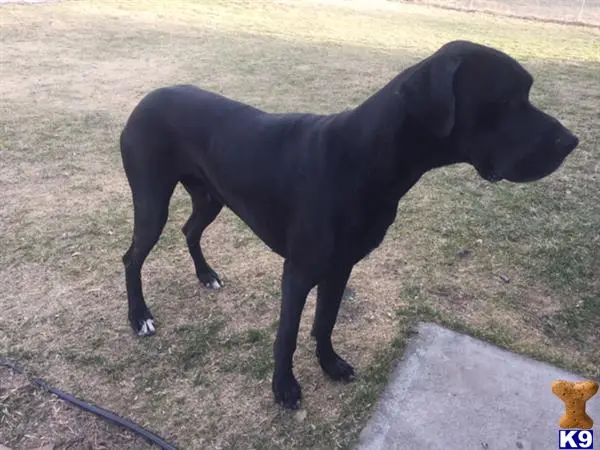 Great Dane stud dog