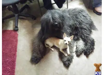 Bouvier des Flandres