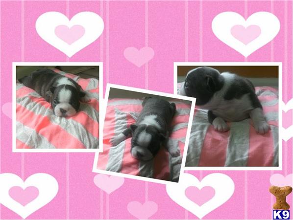 boston terrier puppy posted by karelina48