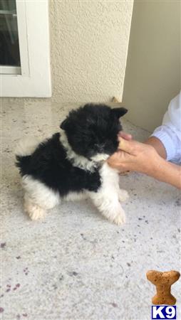 pomeranian puppy posted by karenatsuntree