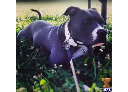 American Staffordshire Terrier