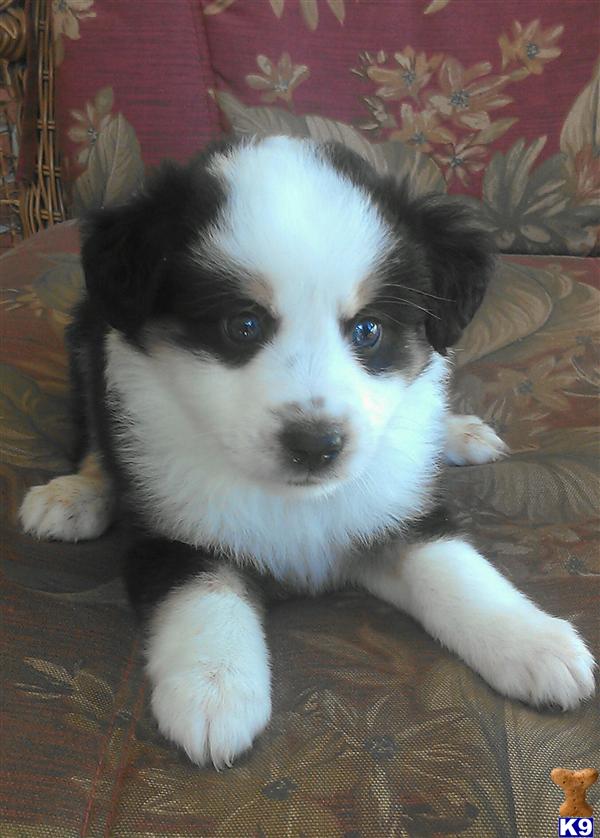 Australian Shepherd