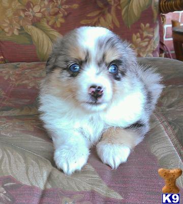 australian shepherd puppy posted by karenmnz