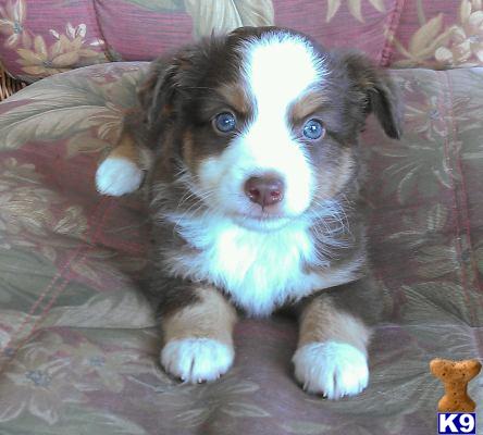 australian shepherd puppy posted by karenmnz