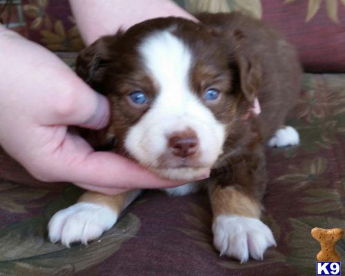 australian shepherd puppy posted by karenmnz