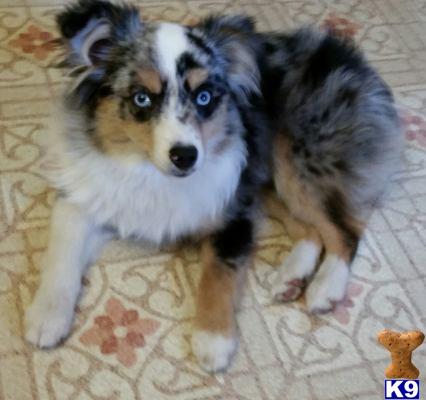 australian shepherd puppies for sale washington browse australian shepherd puppies for sale in washington breeds picture australian shepherd puppies for sale washington browse australian shepherd puppies for sale in washington breeds picture
