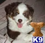 Australian Shepherd