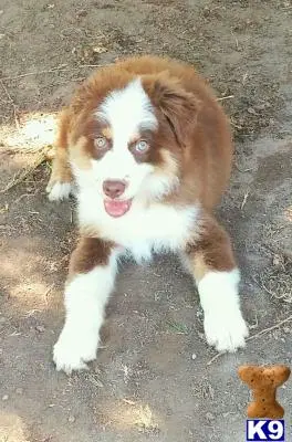 Australian Shepherd