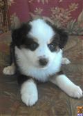 australian shepherd puppy posted by karenmnz
