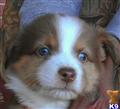 australian shepherd puppy posted by karenmnz