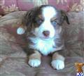 australian shepherd puppy posted by karenmnz