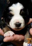 australian shepherd puppy posted by karenmnz