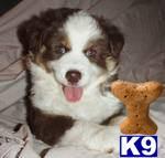 australian shepherd puppy posted by karenmnz