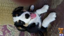 australian shepherd puppy posted by karenmnz