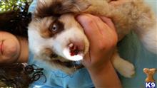 australian shepherd puppy posted by karenmnz