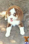 australian shepherd puppy posted by karenmnz