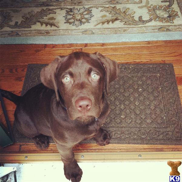 Labrador Retriever dog