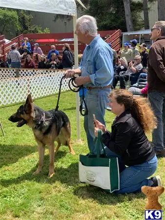 German Shepherd stud dog