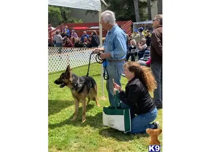 a man and a woman with a german shepherd dog