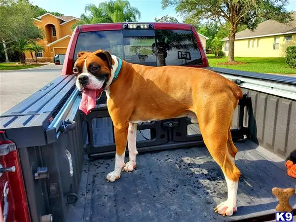 Boxer stud dog