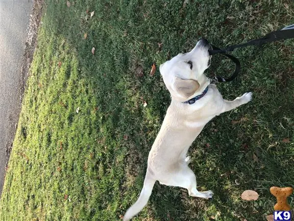 Labrador Retriever stud dog